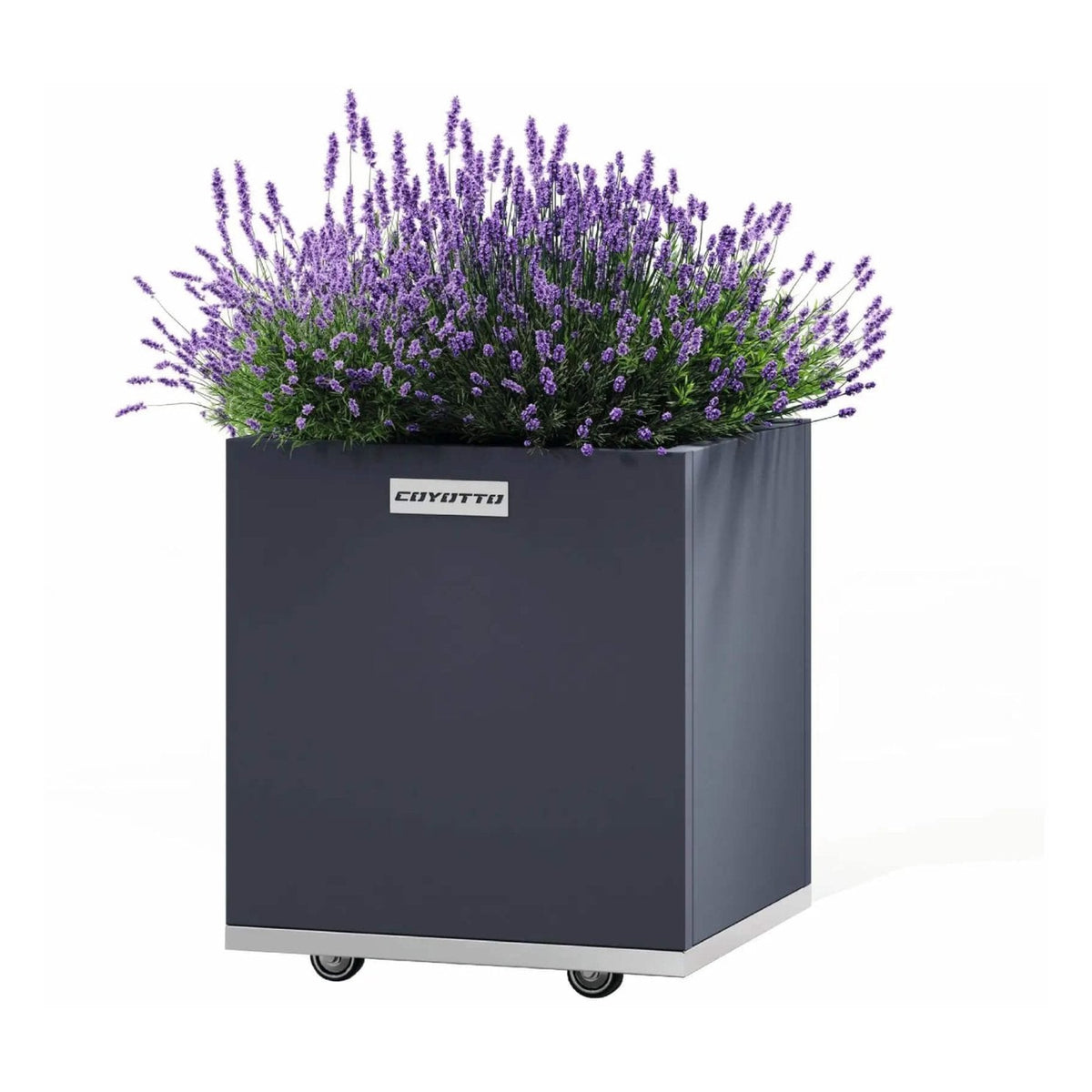 Coyotto Pflanzkübel quadratisch – Quadratischer Pflanzkübel mit blühendem Lavendel auf Rollen