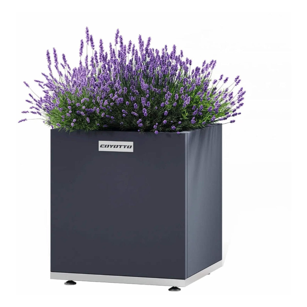 Coyotto Pflanzkübel quadratisch – Quadratischer Pflanzkübel mit blühendem Lavendel auf Stellfüßen
