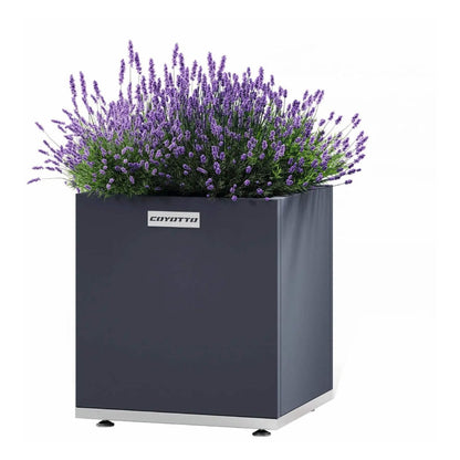 Coyotto Pflanzkübel quadratisch – Quadratischer Pflanzkübel mit blühendem Lavendel auf Stellfüßen