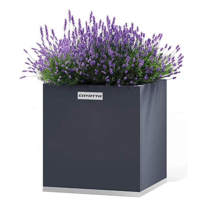 Coyotto Pflanzkübel quadratisch – Quadratischer Pflanzkübel mit blühendem Lavendel auf Weiß