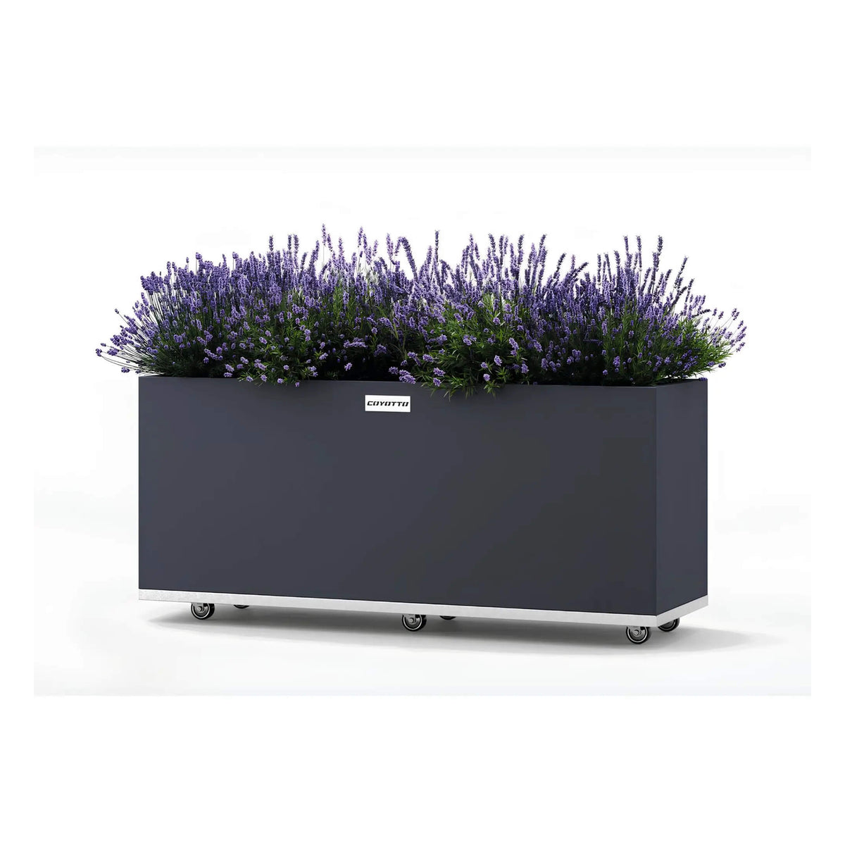 Coyotto Pflanzkübel rechteckig – Rechteckiger Pflanzkübel mit Lavendel auf Rollen