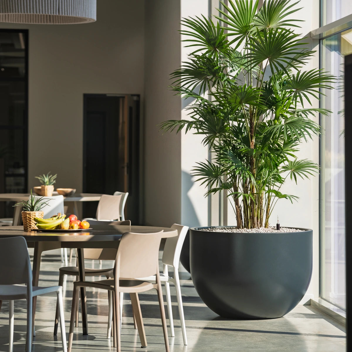 Pflanzkübel ADEZZ VIRA aus Fiberglas im Ambiente